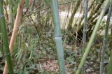 Phyllostachys viridis. Средняя часть растения. Германия, г. Кемпен, у велосипедной дорожки. 28.03.2013.