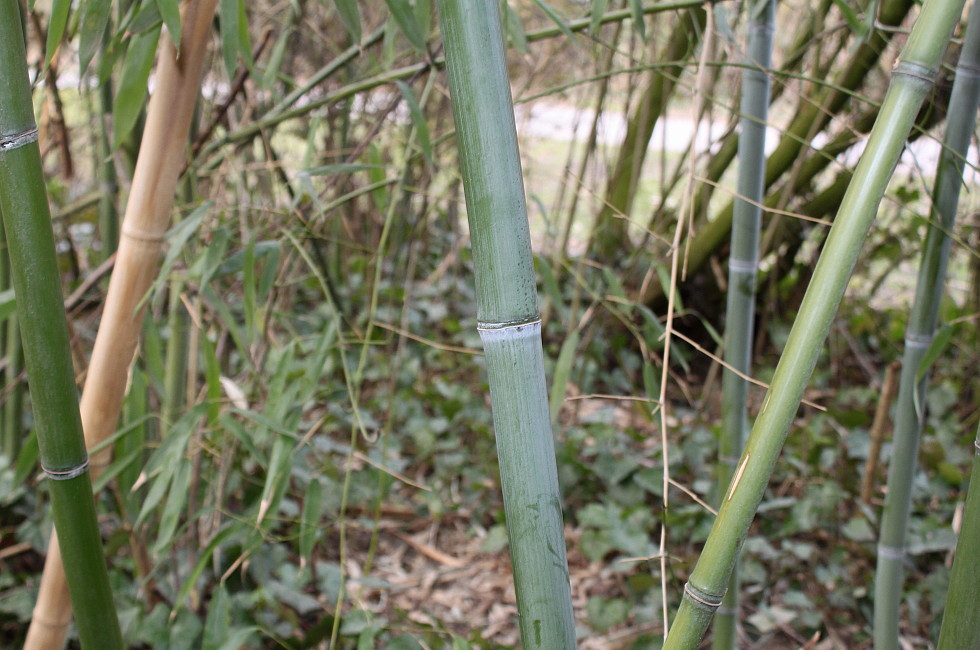 Изображение особи Phyllostachys viridis.