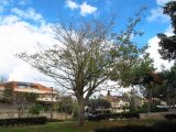 Ceiba pentandra