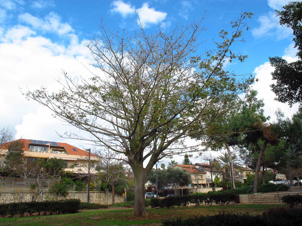 Image of Ceiba pentandra specimen.