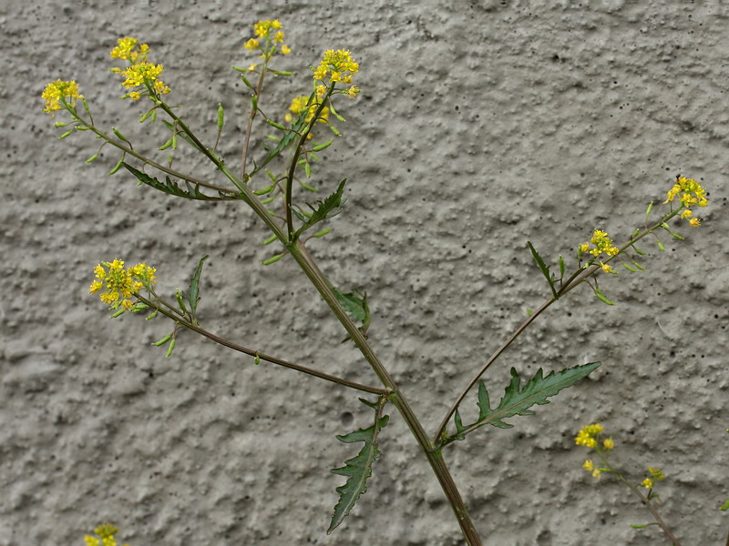 Image of Rorippa palustris specimen.