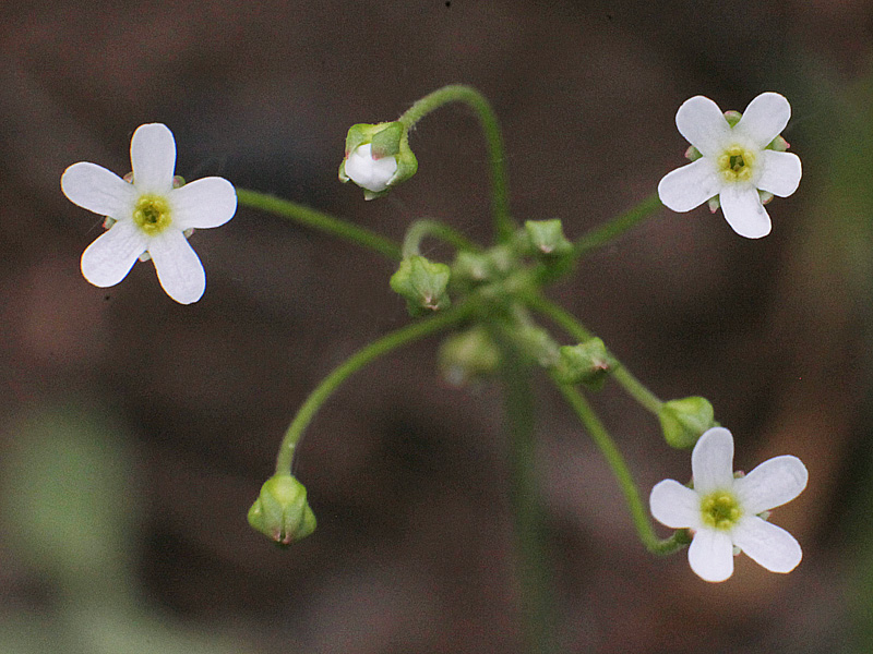 Image of Androsace septentrionalis specimen.