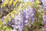 Wisteria sinensis