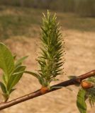 Salix &times; tetrapla