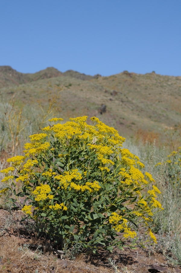 Image of Haplophyllum perforatum specimen.