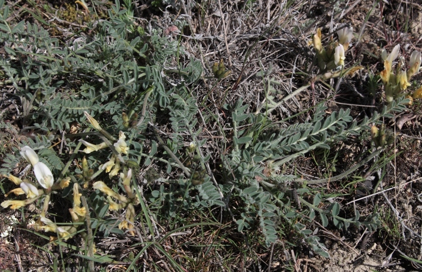 Image of Astragalus reduncus specimen.