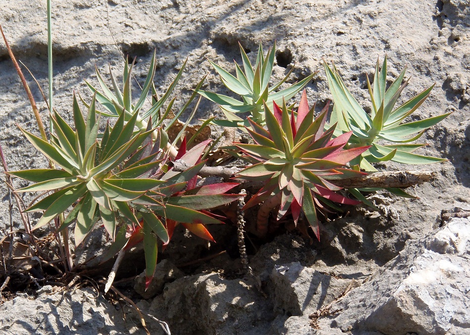 Изображение особи Euphorbia rigida.