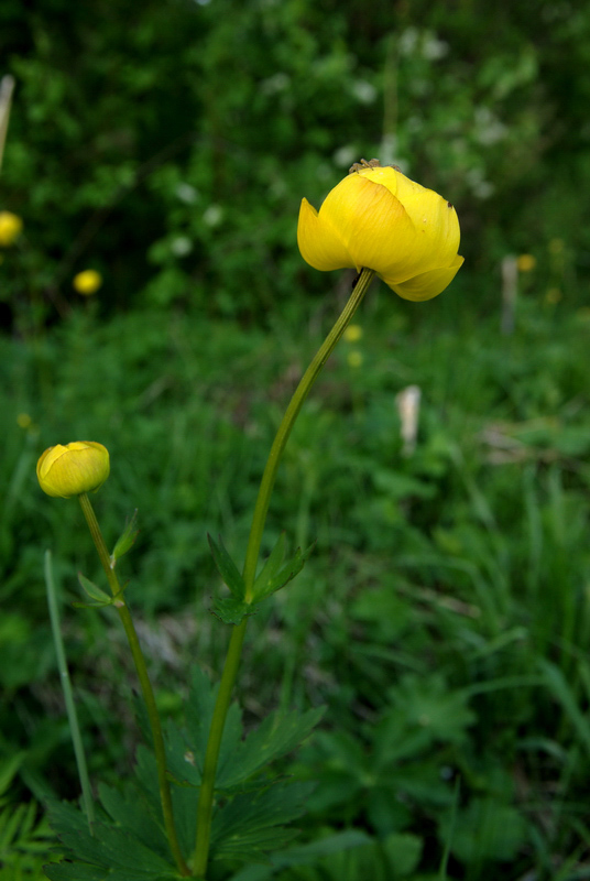 Image of Trollius europaeus specimen.