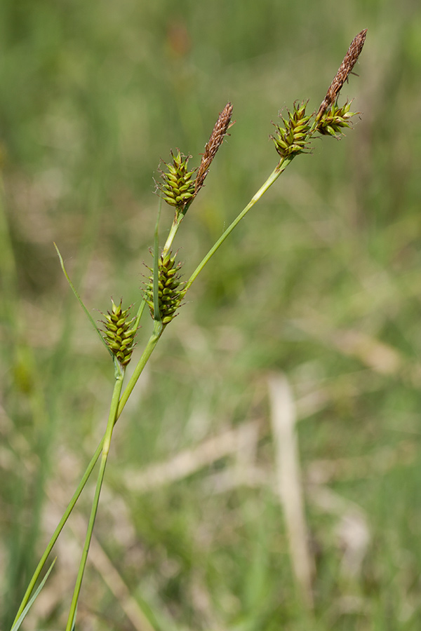 Изображение особи Carex hostiana.