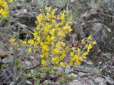 Caragana pumila