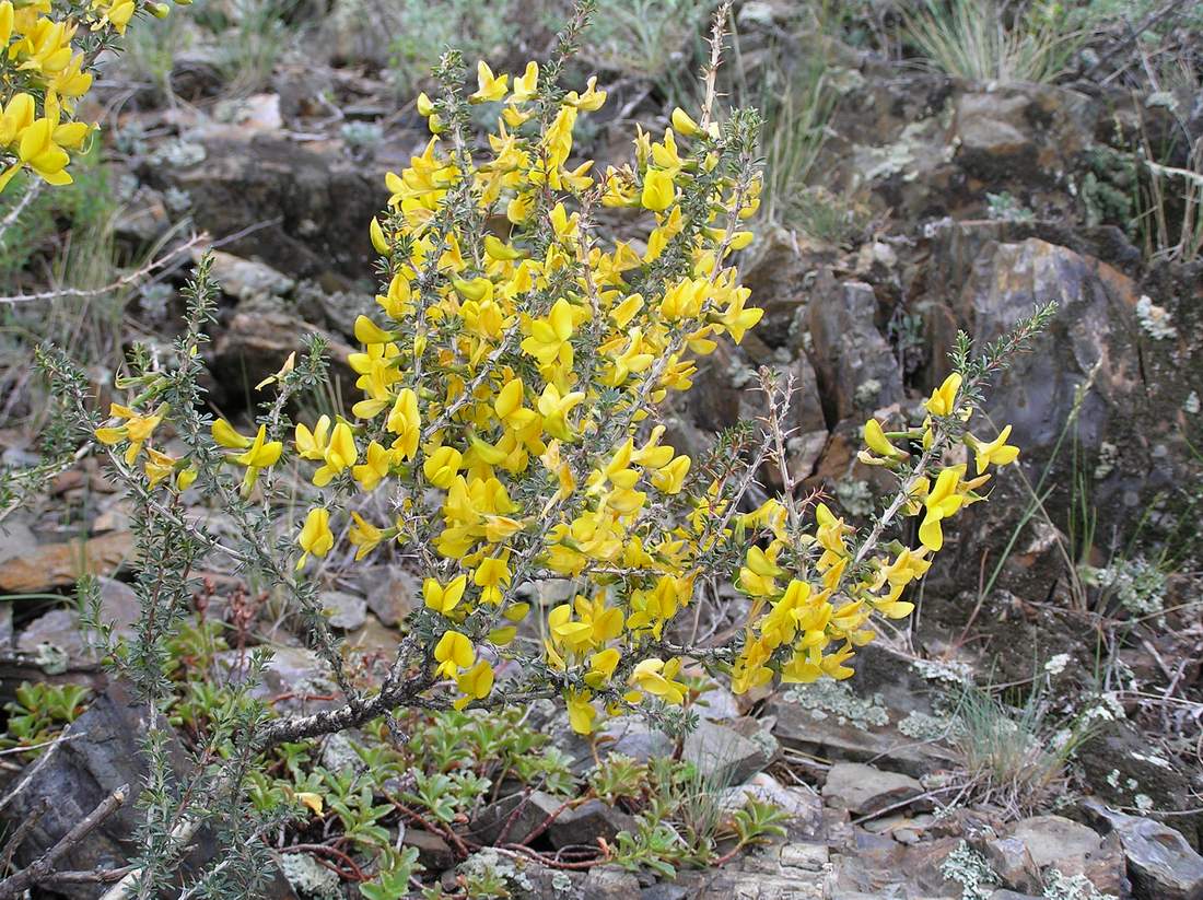 Image of Caragana pumila specimen.