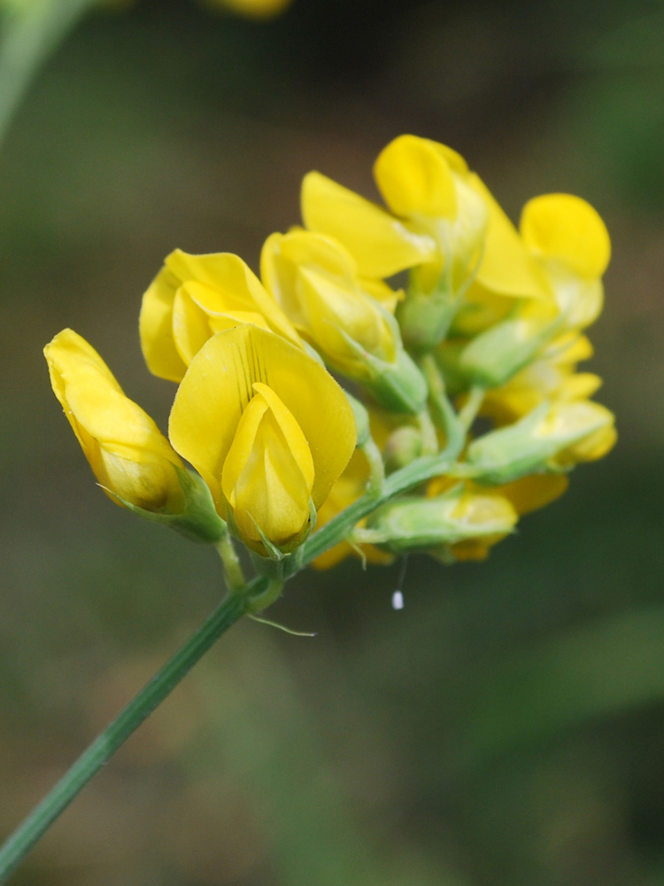 Изображение особи Lathyrus pratensis.