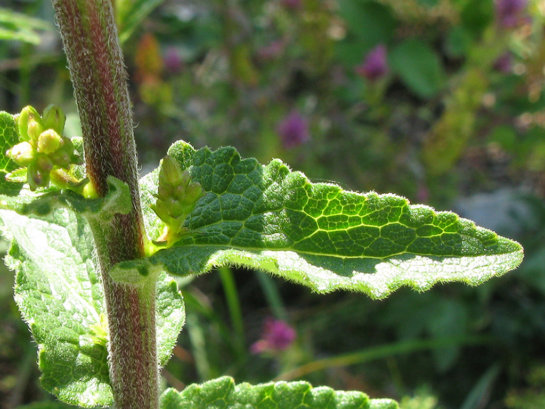 Image of Campanula ruthenica specimen.