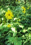 Silphium perfoliatum