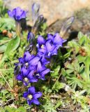 Gentiana dshimilensis. Цветущее растение. Карачаево-Черкесия, Архызский участок Тебердинского заповедника, хребет Ужум, перевал Бугойчат. 24.07.2013.