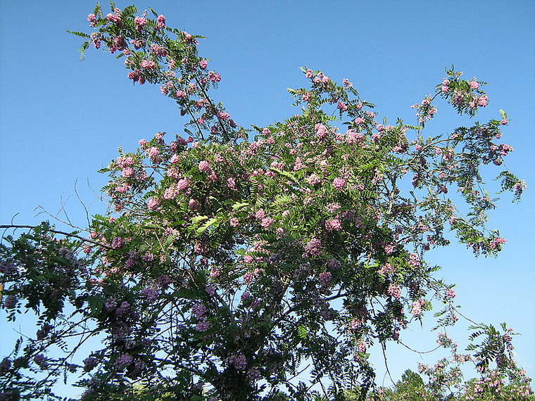 Image of Robinia viscosa specimen.