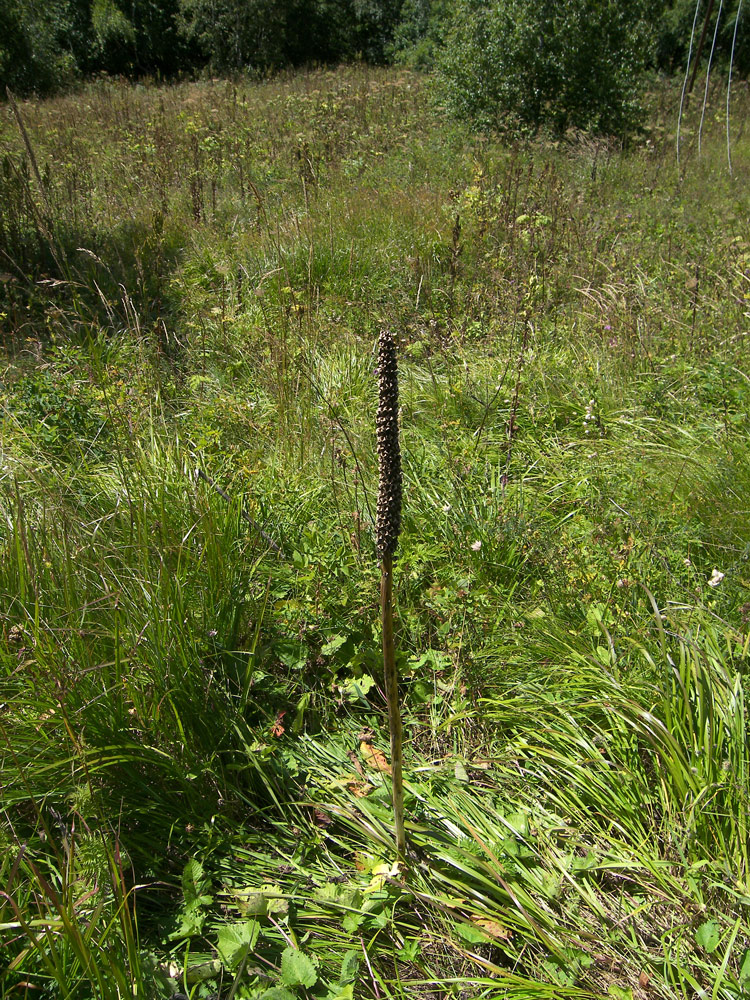 Image of Pedicularis atropurpurea specimen.