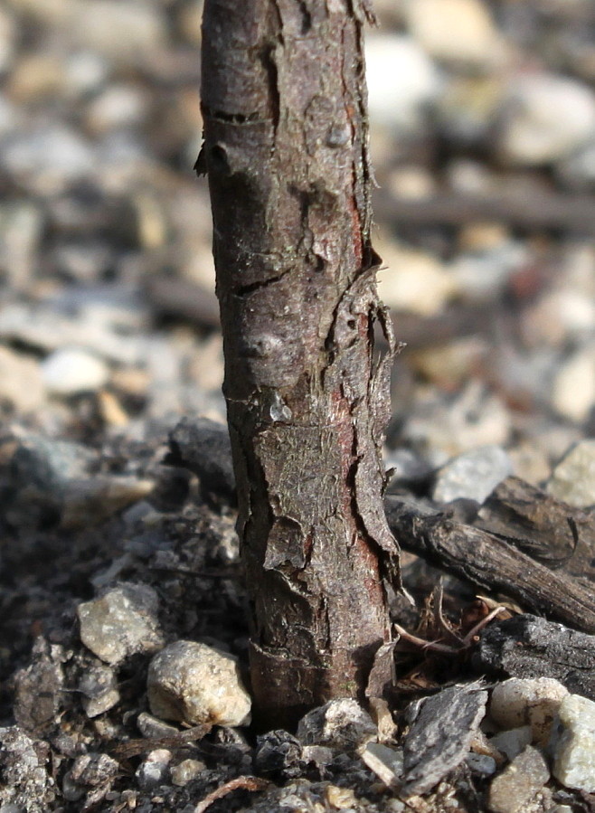 Изображение особи Juniperus communis var. saxatilis.