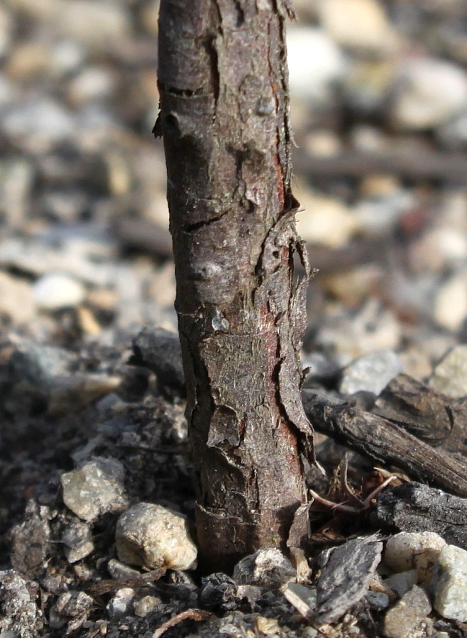 Изображение особи Juniperus communis var. saxatilis.