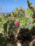 Opuntia dillenii