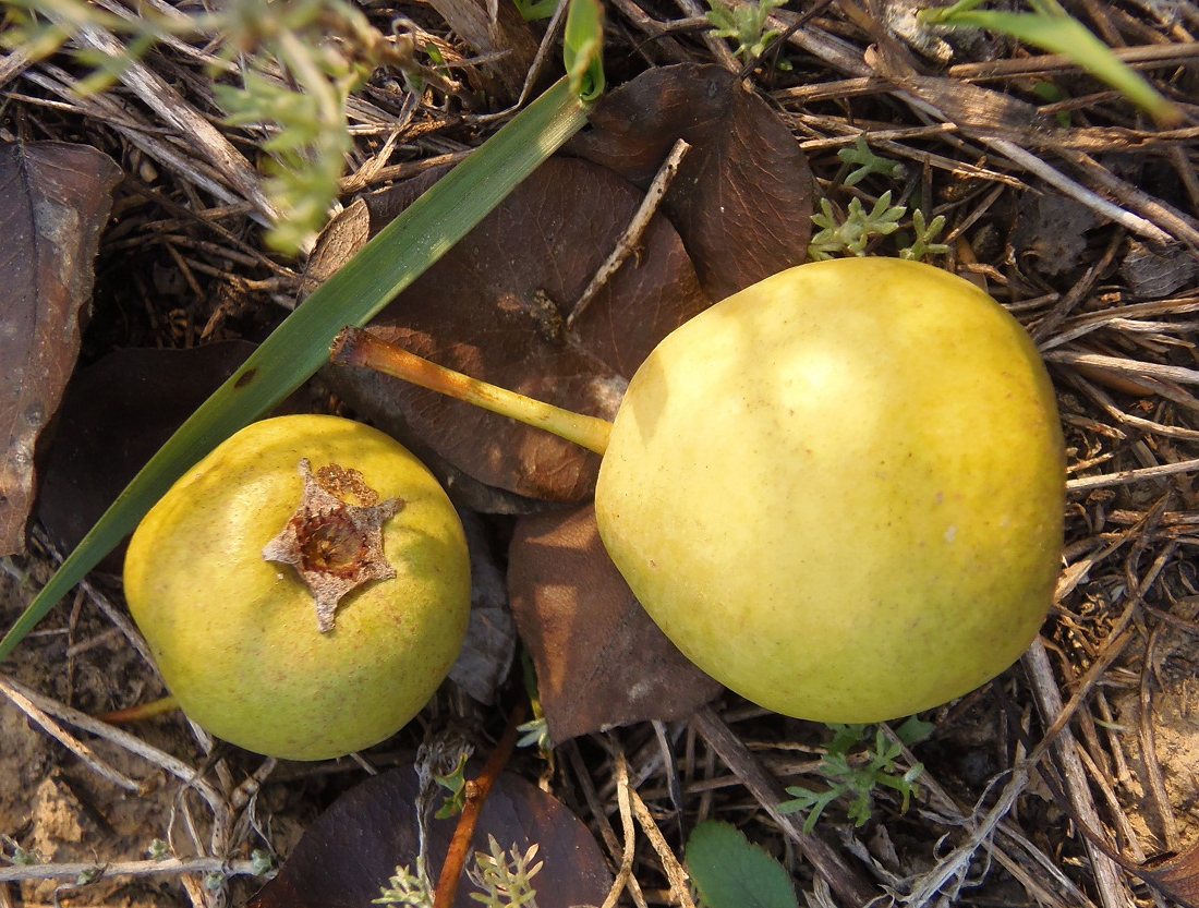 Image of Pyrus pyraster specimen.