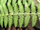 род Athyrium