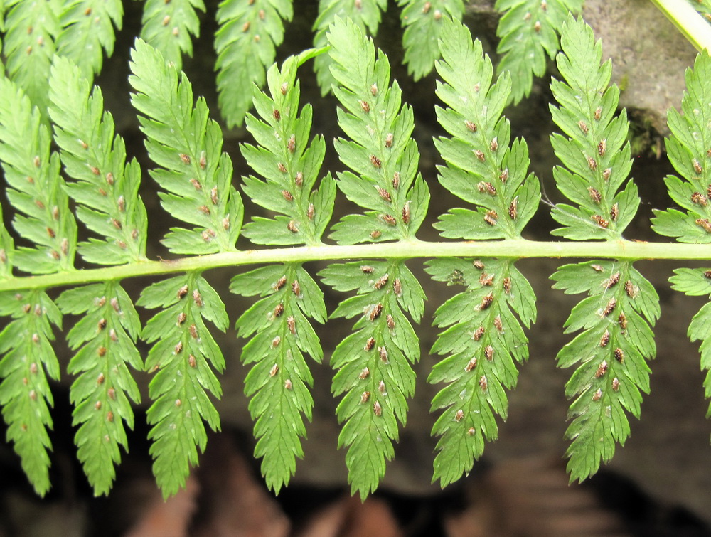 Изображение особи род Athyrium.