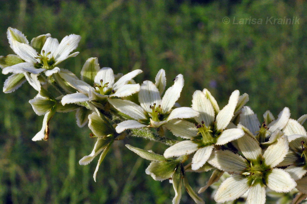 Изображение особи Veratrum dahuricum.