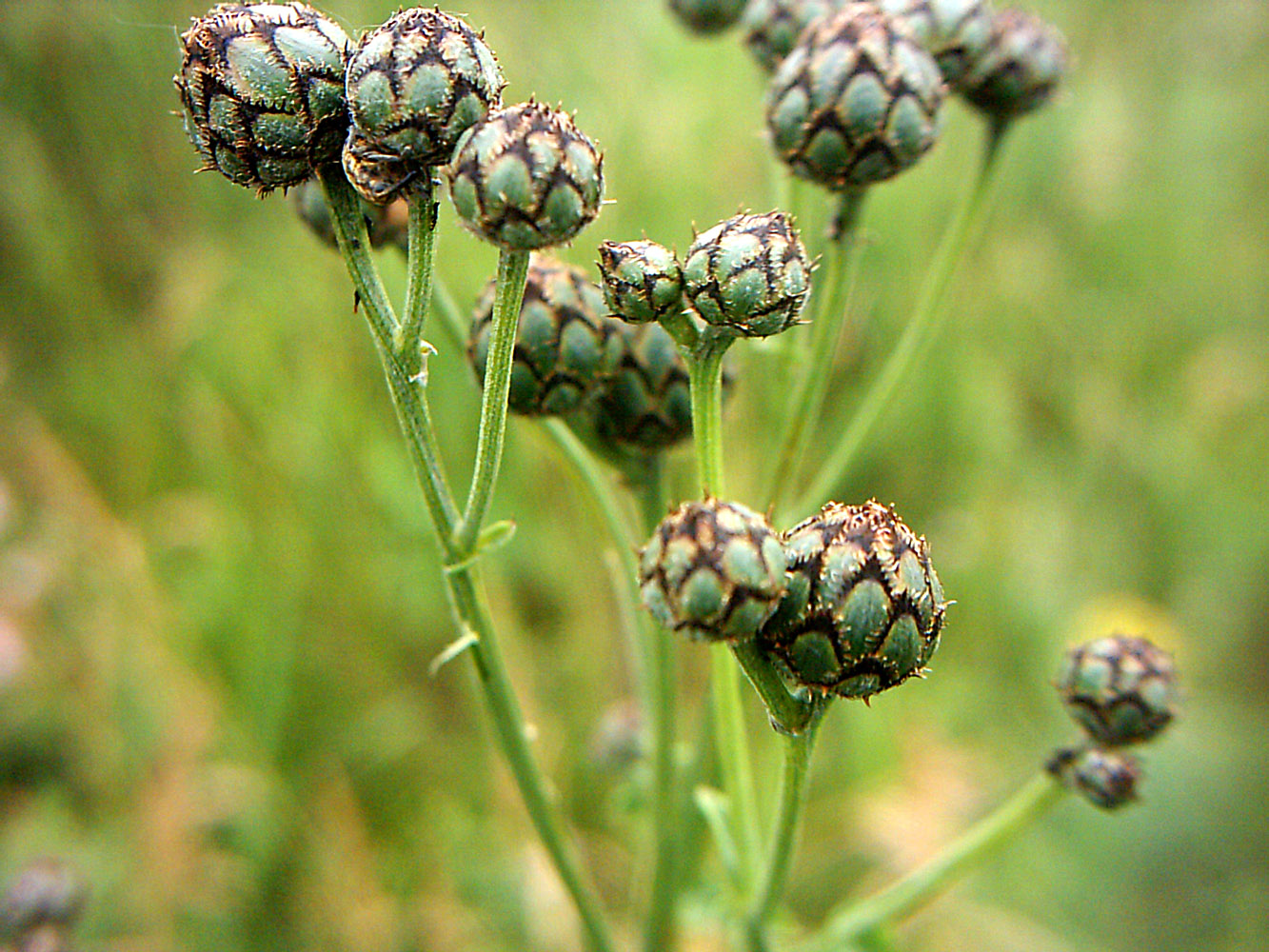 Изображение особи Centaurea scabiosa.
