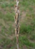 Astragalus asper