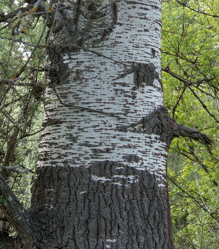 Изображение особи Populus alba.