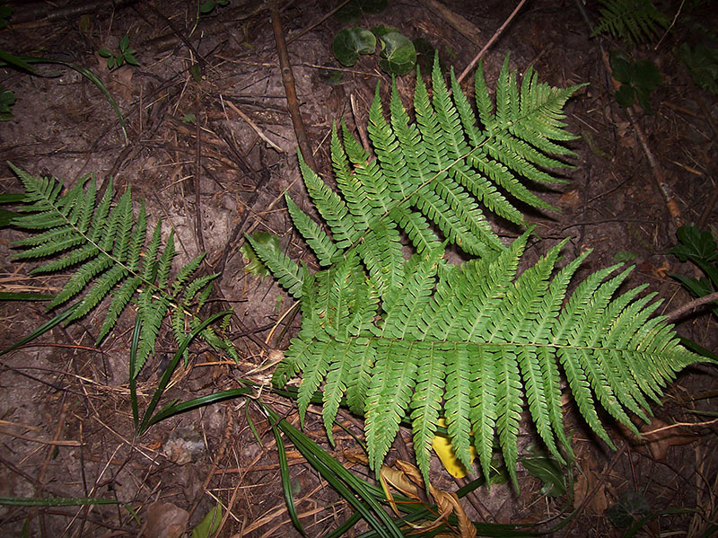 Image of Dryopteris filix-mas specimen.