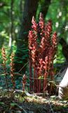 Orobanche laxissima