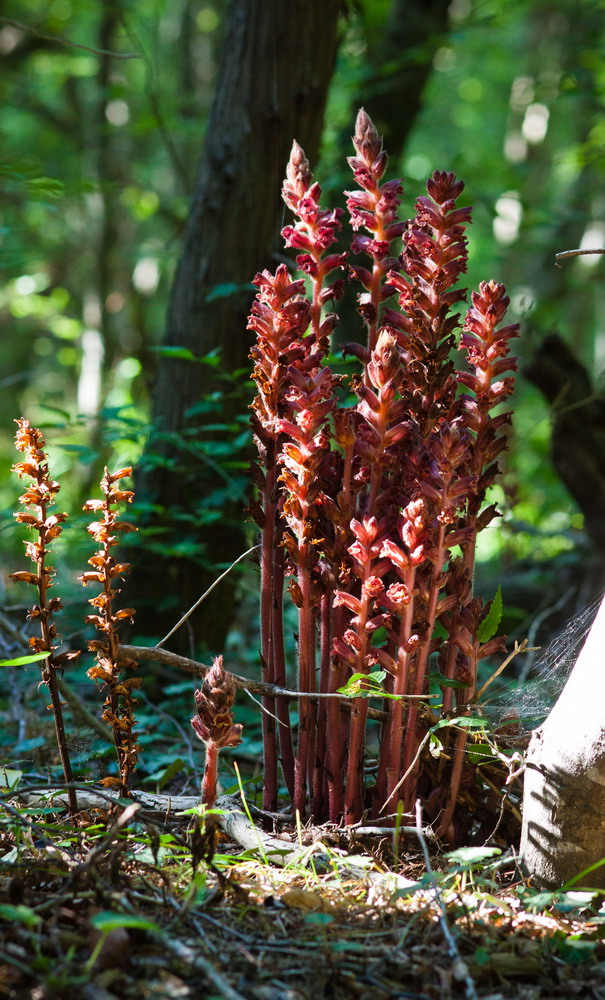 Image of Orobanche laxissima specimen.