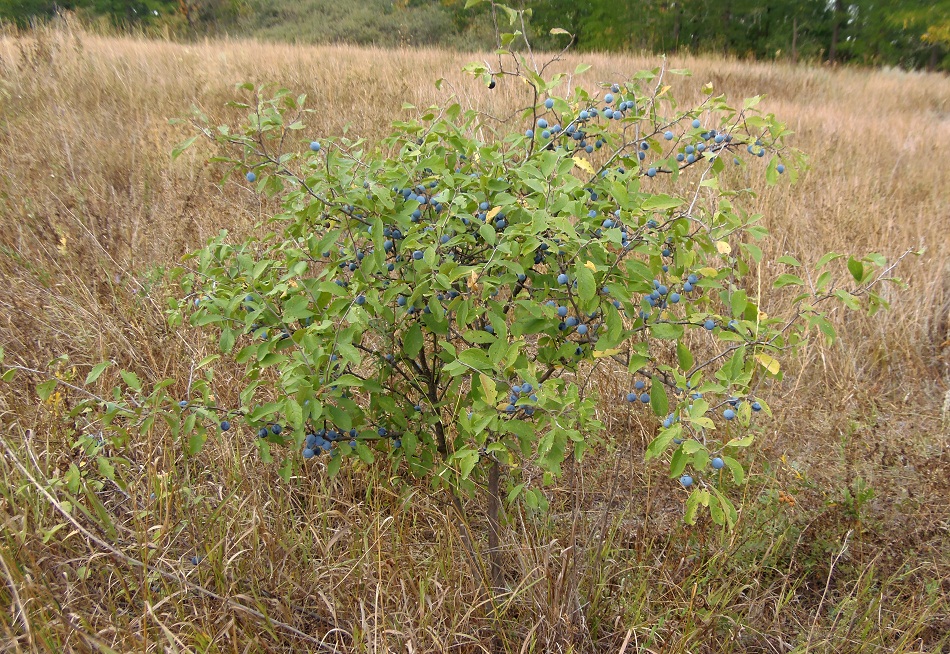 Image of Prunus stepposa specimen.