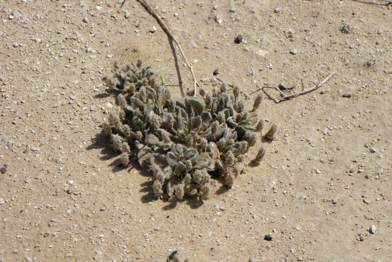 Изображение особи Plantago ciliata.