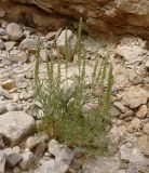 Reseda stenostachya. Плодоносящее растение. Израиль, впадина Мёртвого моря, окр. Эйн-Геди, каменистая пустыня. 18.03.2014.