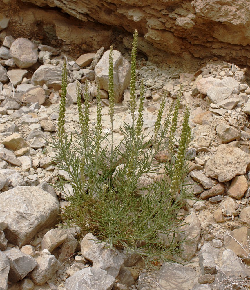 Изображение особи Reseda stenostachya.