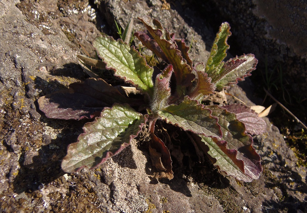 Изображение особи Ajuga genevensis.