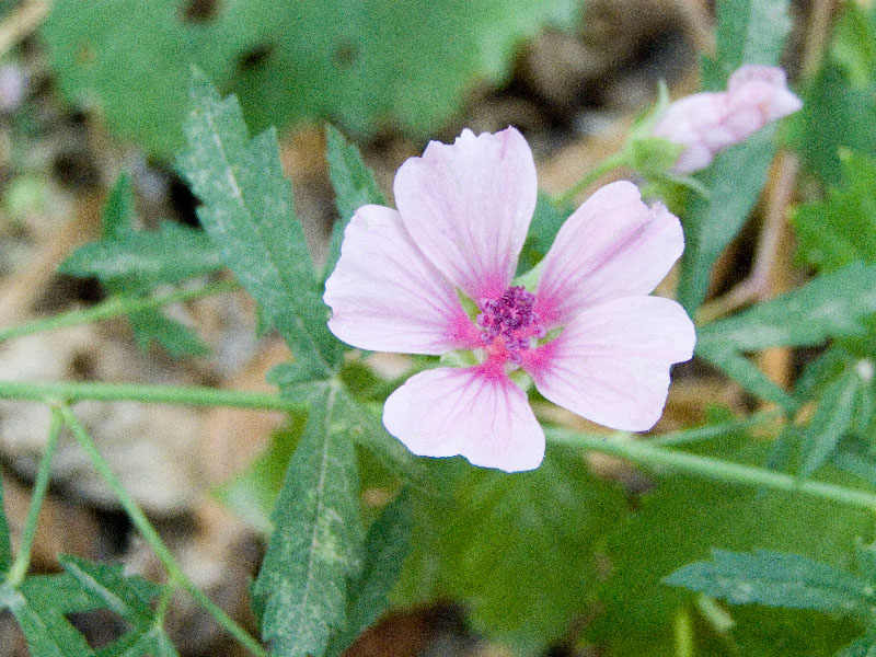 Изображение особи Althaea cannabina.