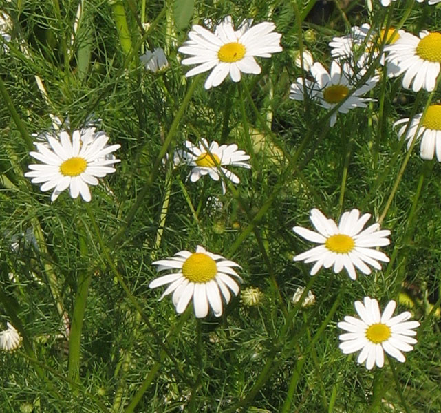 Изображение особи Tripleurospermum inodorum.