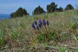 Muscari neglectum. Цветущие растение в петрофитной степи. Крым, Севастополь, Караньское плато. 15.03.2014.