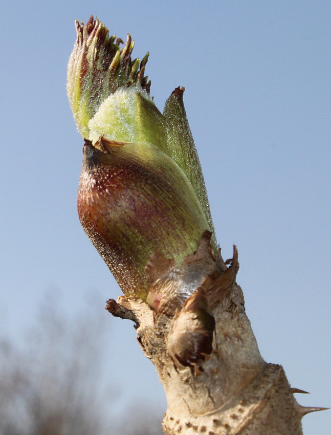 Изображение особи род Aralia.