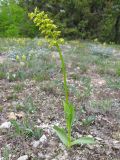 Orchis punctulata