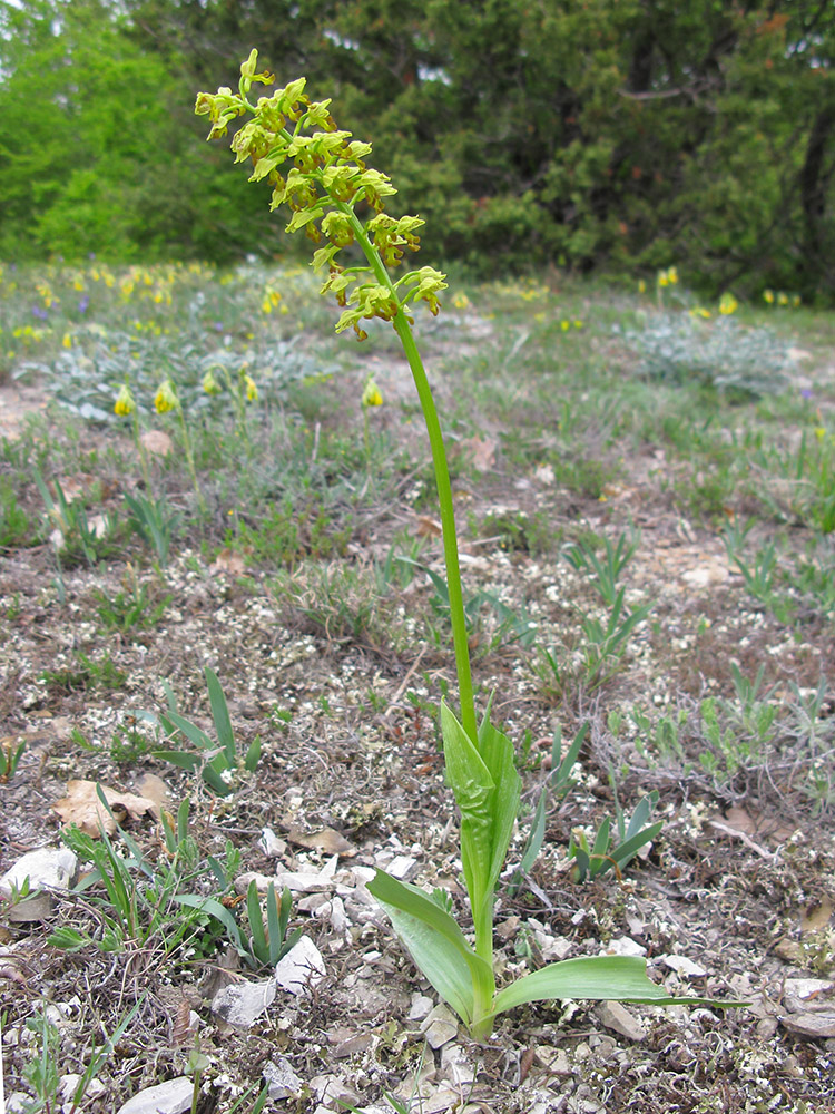 Изображение особи Orchis punctulata.