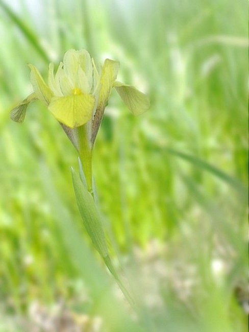 Изображение особи Iris pineticola.