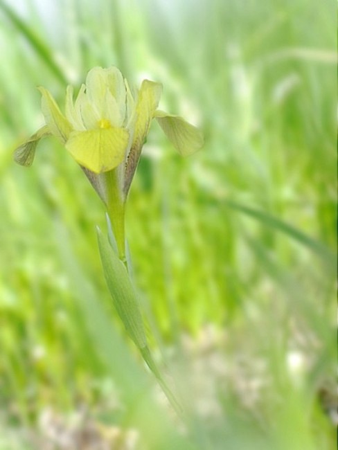 Image of Iris pineticola specimen.