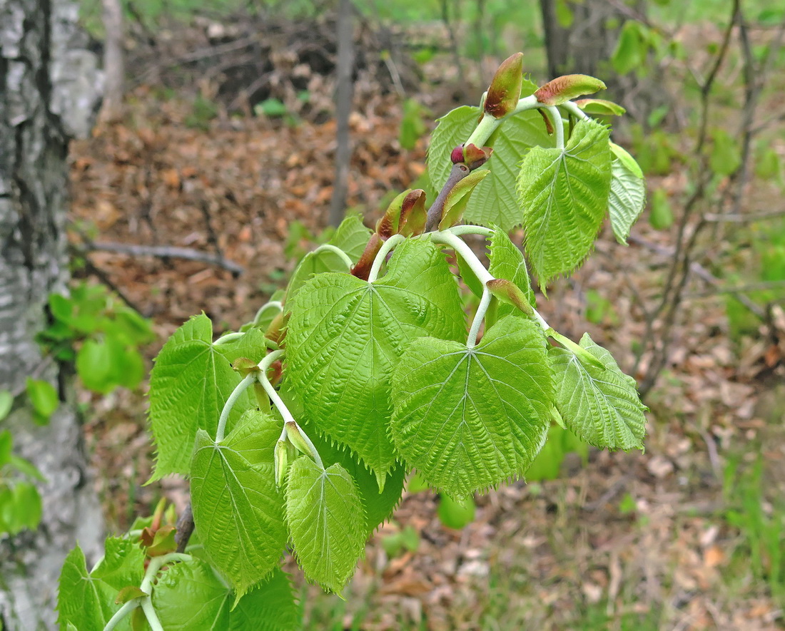 Image of Tilia mandshurica specimen.