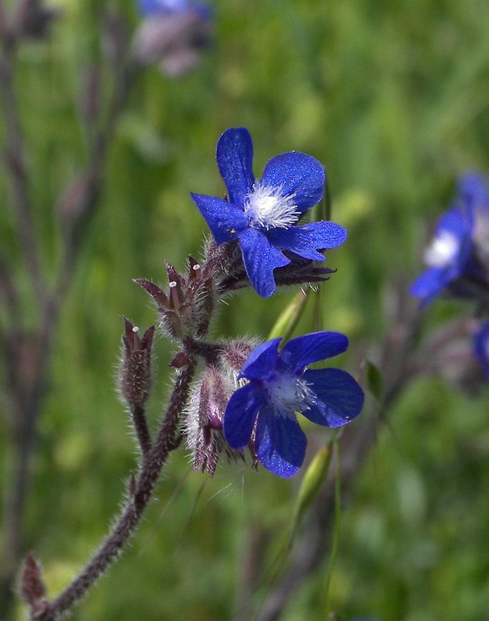 Image of Anchusa azurea specimen.