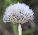 Hypochaeris cretensis